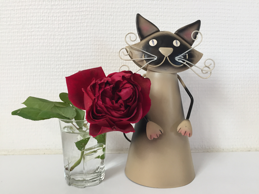 cat with roses
